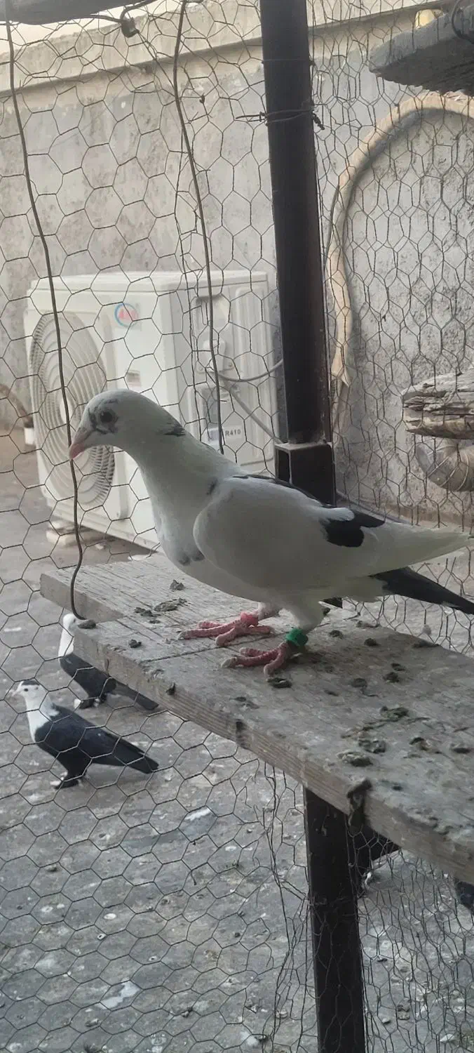 نر دورگ|پرنده|لالی, |دیوار