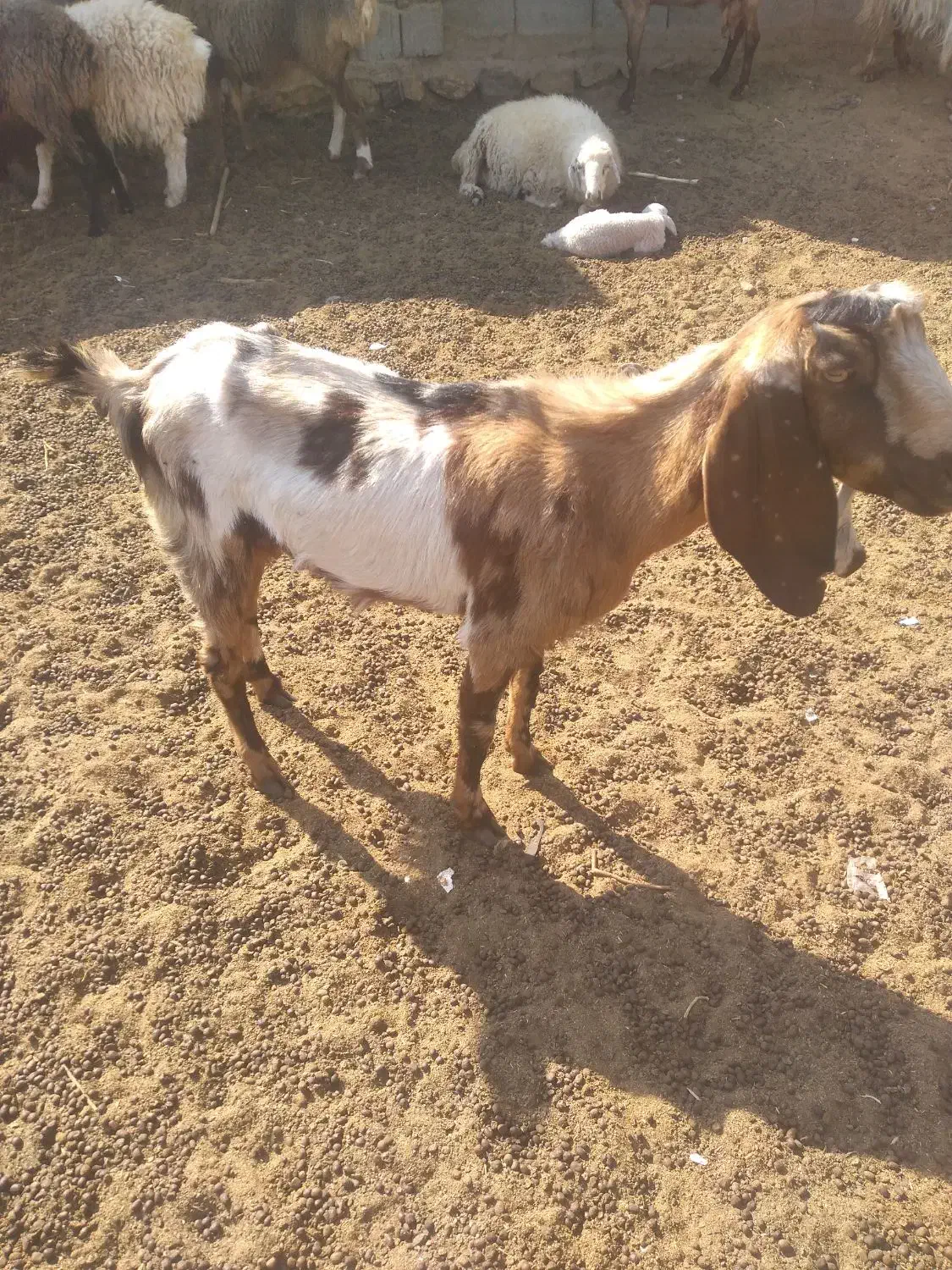 بز زایده|حیوانات مزرعه|رفسنجان, |دیوار