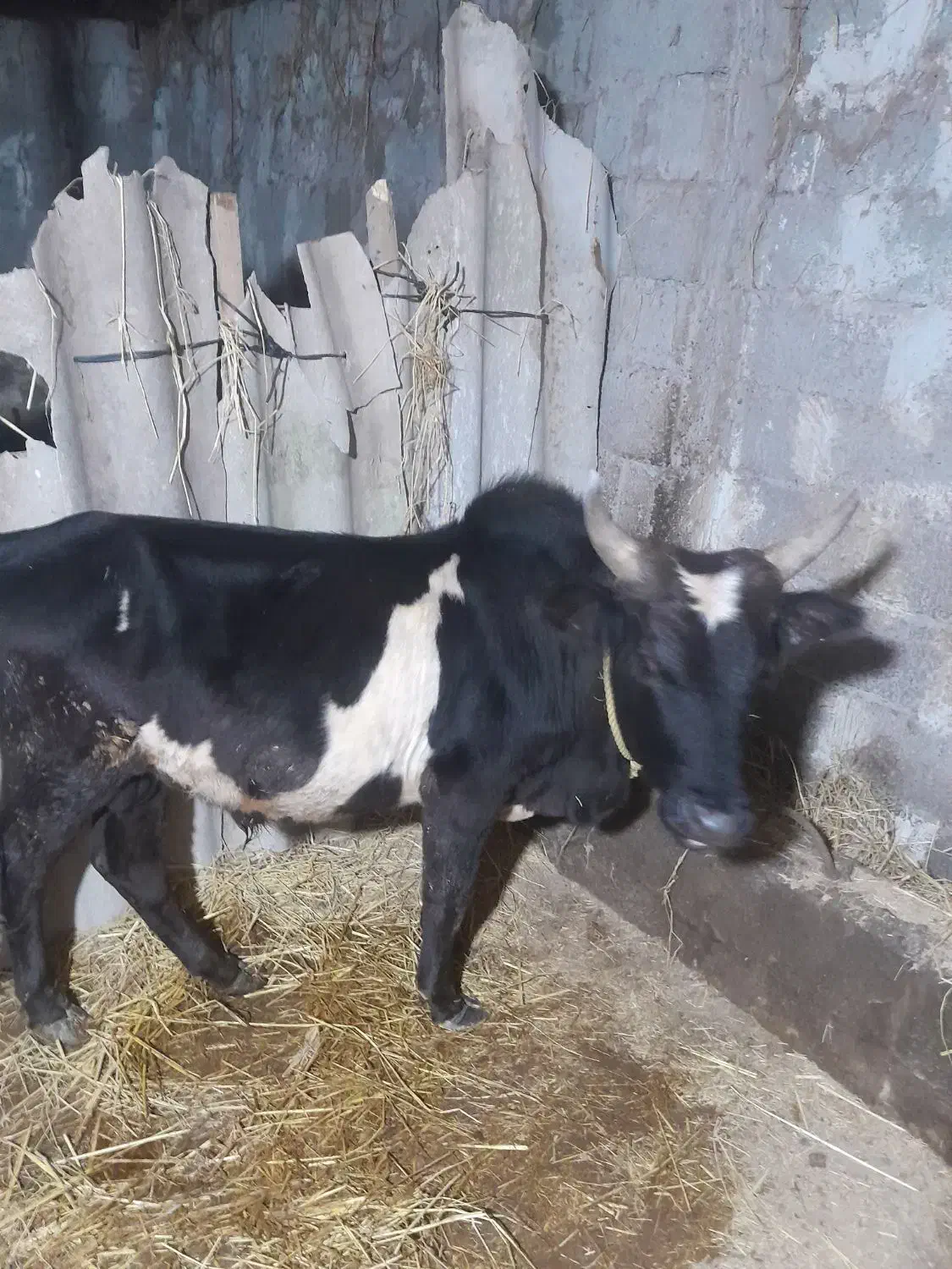 ورزا|حیوانات مزرعه|رشت, آب آسیاب|دیوار