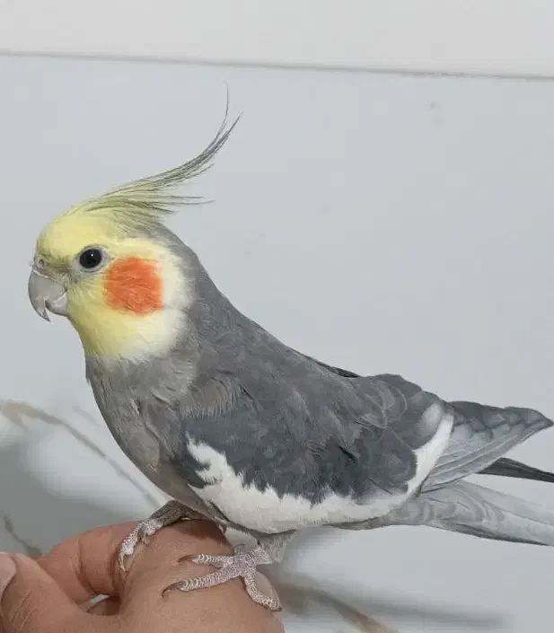 عروس هلندی گمشده|حیوانات|ایجرود, |دیوار