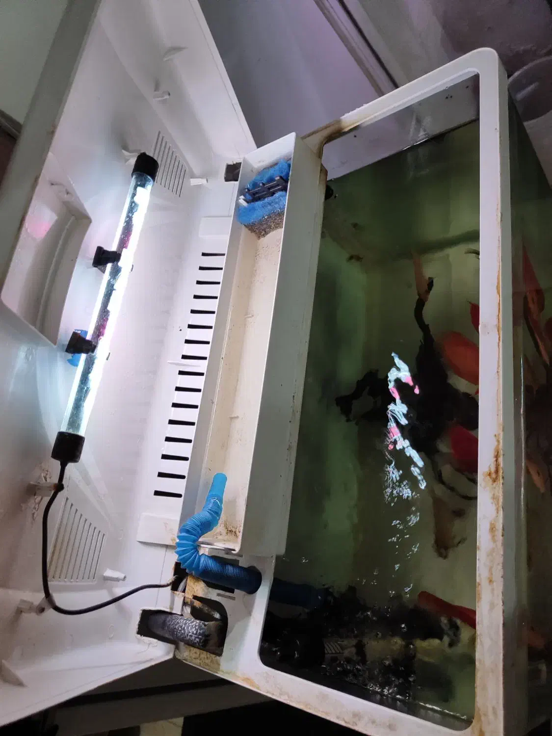 آکواریوم k580 دلسا و فیلتر سطلی uv|ماهی|تهران, وردآورد|دیوار