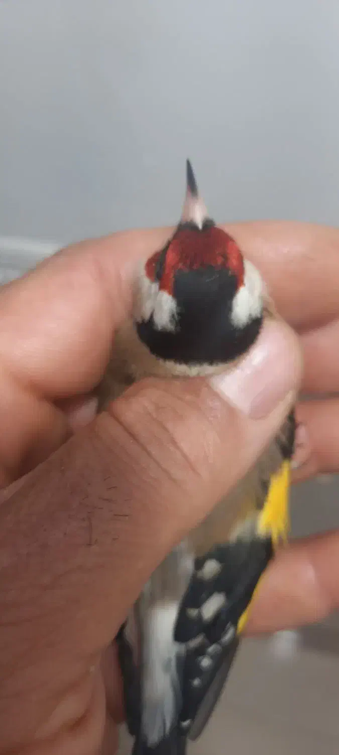 سهره|پرنده|شیراز, کفترک|دیوار