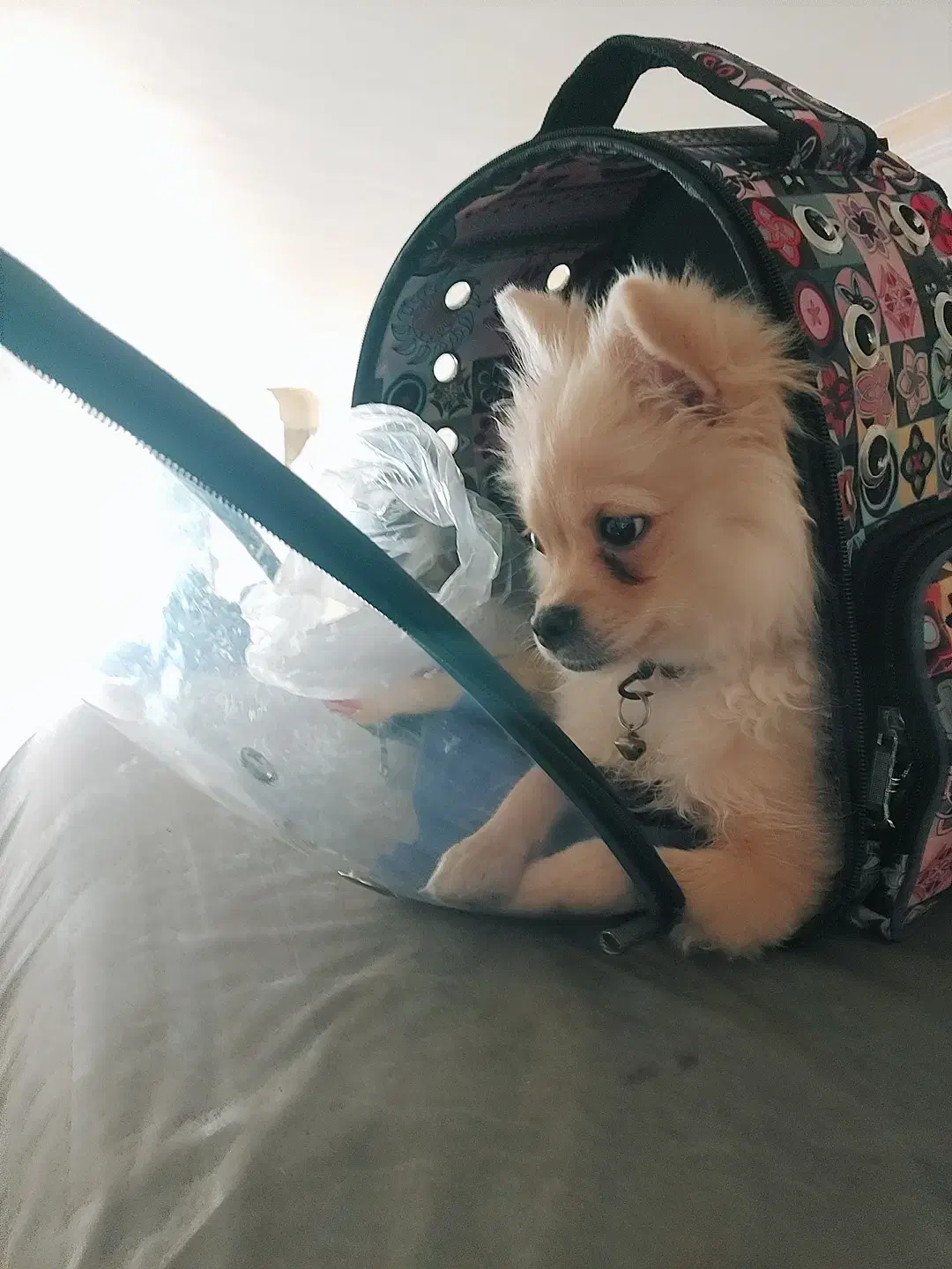 پامر روباهی ۱۰ ماهه ماده|سگ|تهران, صادقیه|دیوار