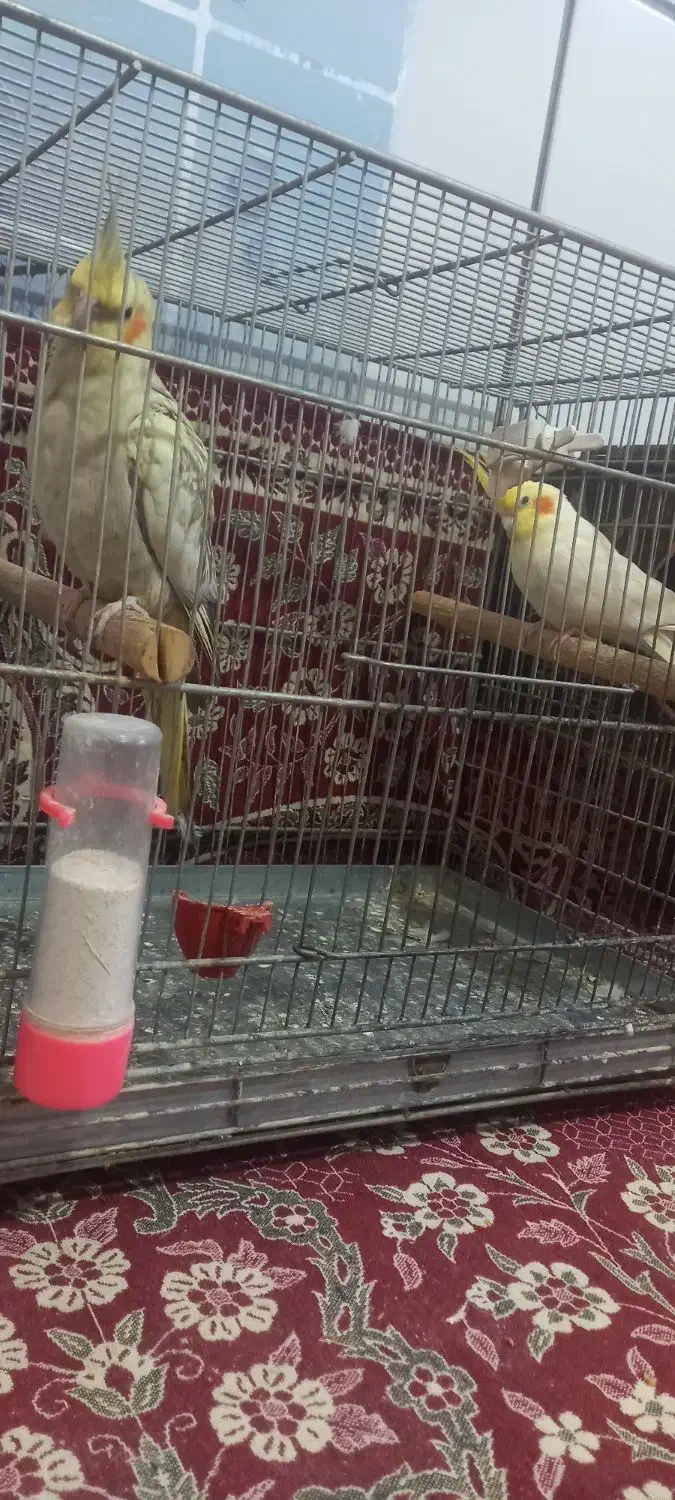 دو جفت عروس هلندی مولد بازیگوش و جذاب|پرنده|اصفهان, محله سفلی|دیوار