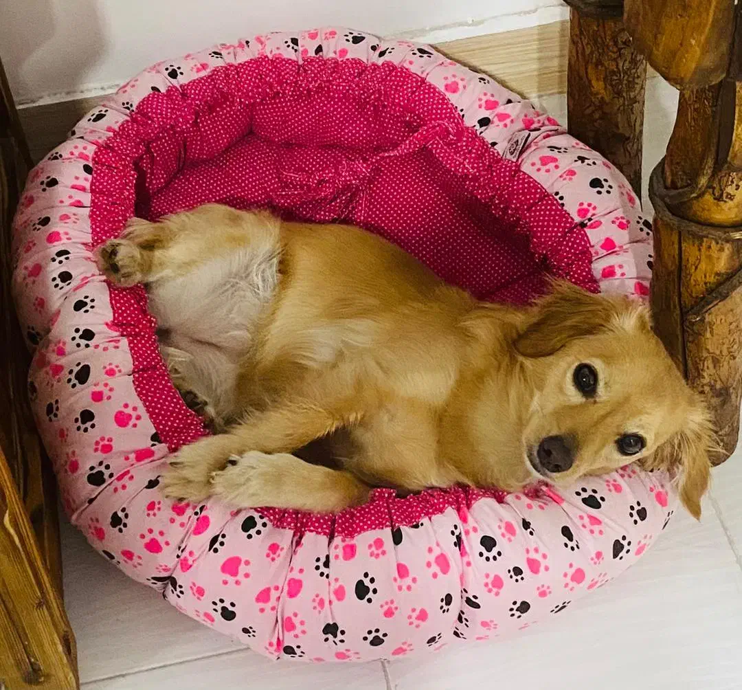 گمشده سگ گلدن میکس|حیوانات|تهران, هفده شهریور|دیوار