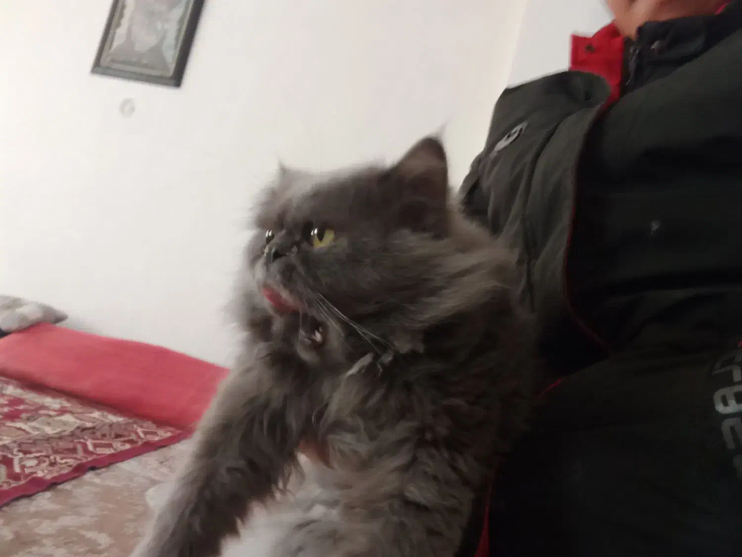 گربه پرشین نر و ماده|گربه|شیروان (خراسان), |دیوار