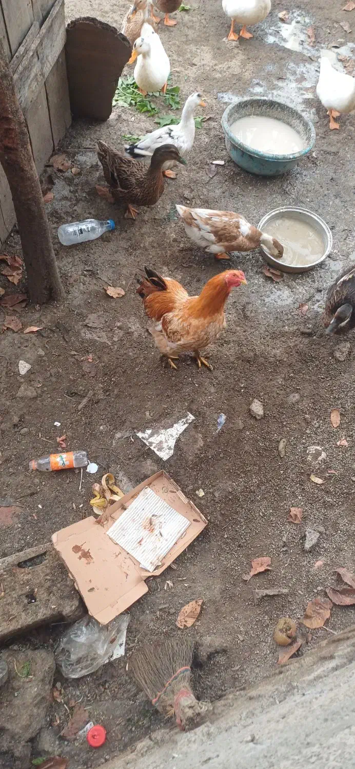 فروش مرغ برهما|حیوانات مزرعه|املش, |دیوار