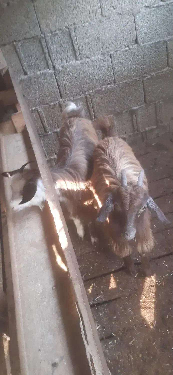 بزغاله بز خوشگل|حیوانات مزرعه|ماکلوان, |دیوار