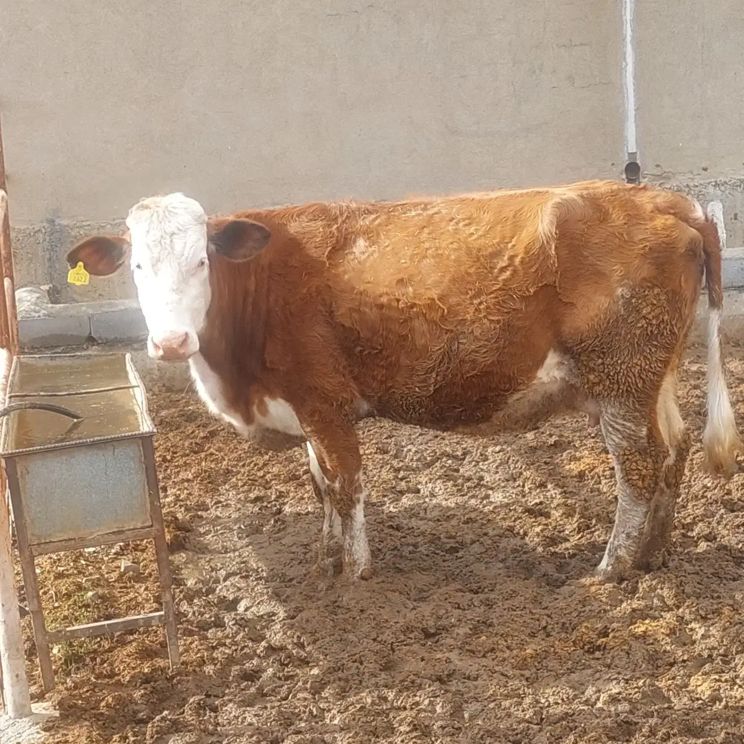 گاو|حیوانات مزرعه|ماهیدشت, |دیوار