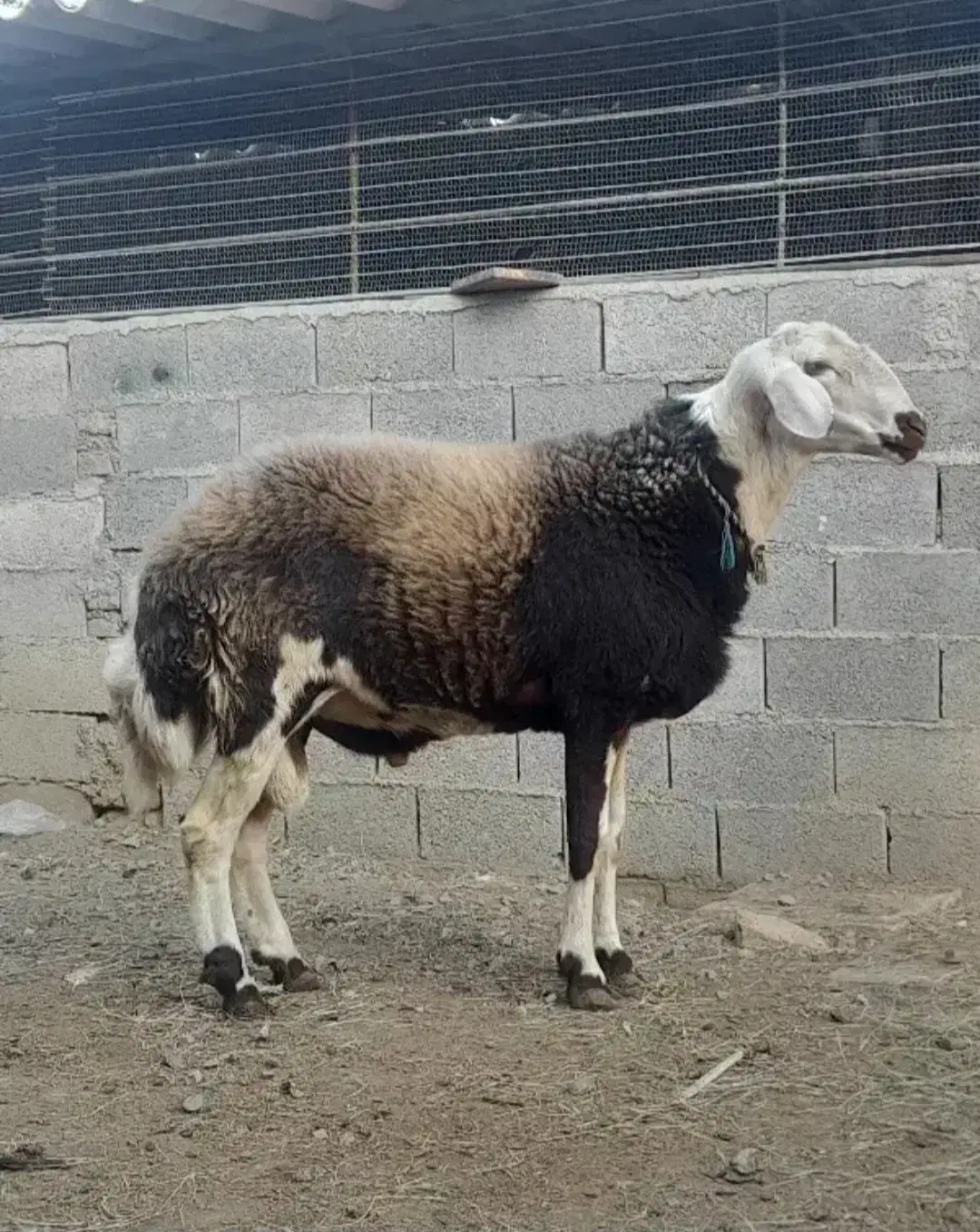 قوچ پوست گاوی|حیوانات مزرعه|مهرستان, |دیوار