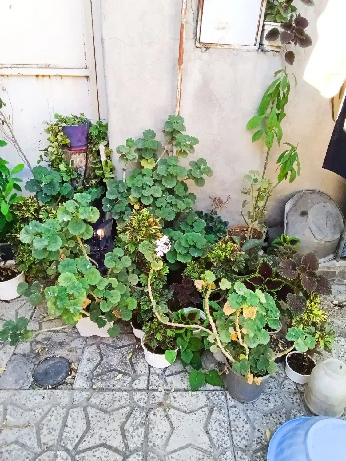 گل و گیاه طبیعی|گل و گیاه طبیعی|یاسوج, |دیوار