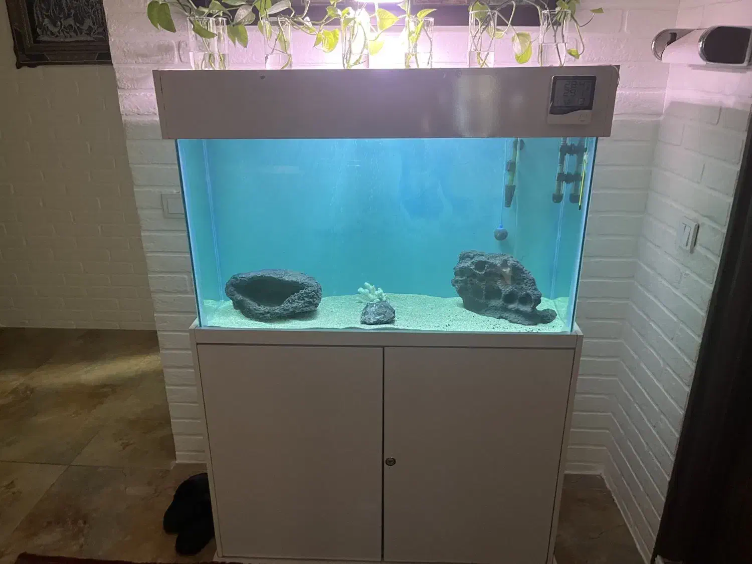 اکواریوم و پایه|ماهی|رفسنجان, |دیوار