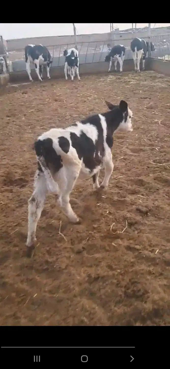 گوساله ماده سمینتال|حیوانات مزرعه|تربت جام, میان جام|دیوار