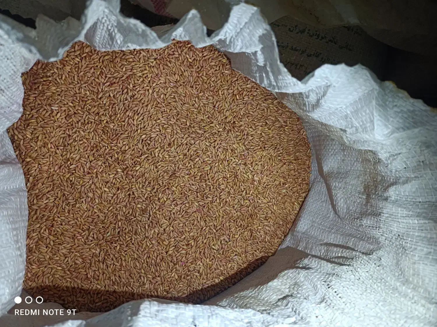 فروش گندم برای بذر|عمدهفروشی|تیکمه داش, |دیوار