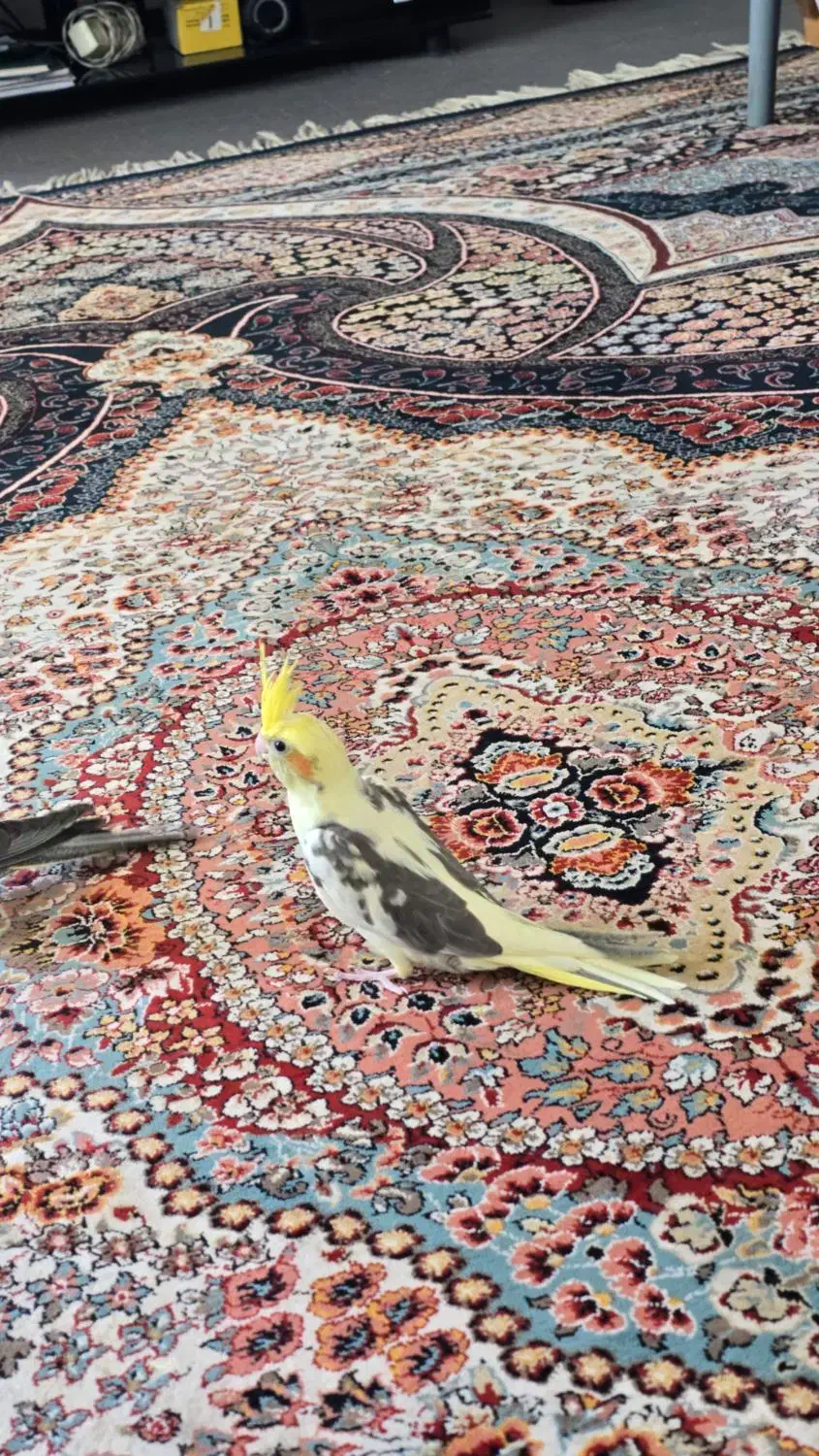 گمشده|حیوانات|فولادشهر, مسکن مهر فولادشهر|دیوار