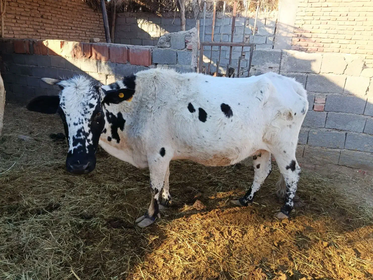 گاو و گوساله شهداد|حیوانات مزرعه|کرمان, |دیوار