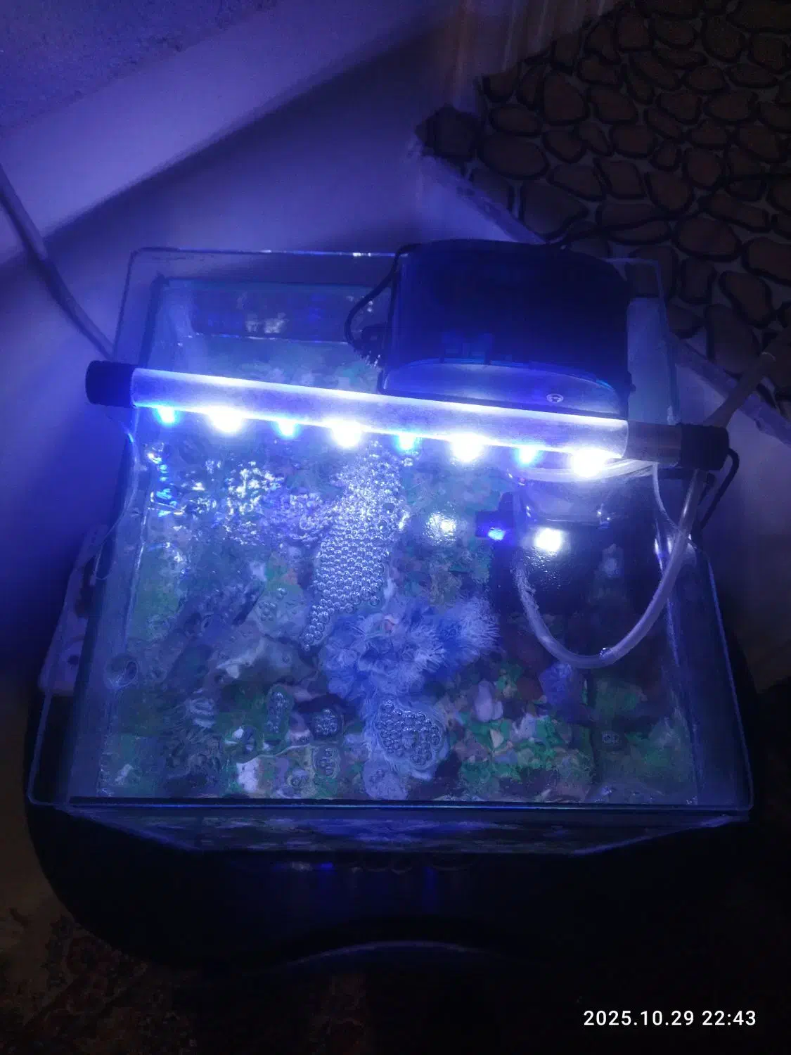 آکواریوم سالم با در فروش فوری 28 در28 بدون لوازم|ماهی|قائن, |دیوار