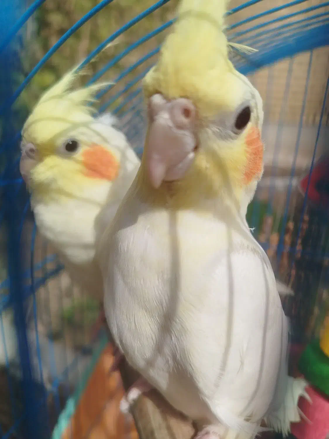 عروس هلندی|پرنده|خرمشهر, |دیوار