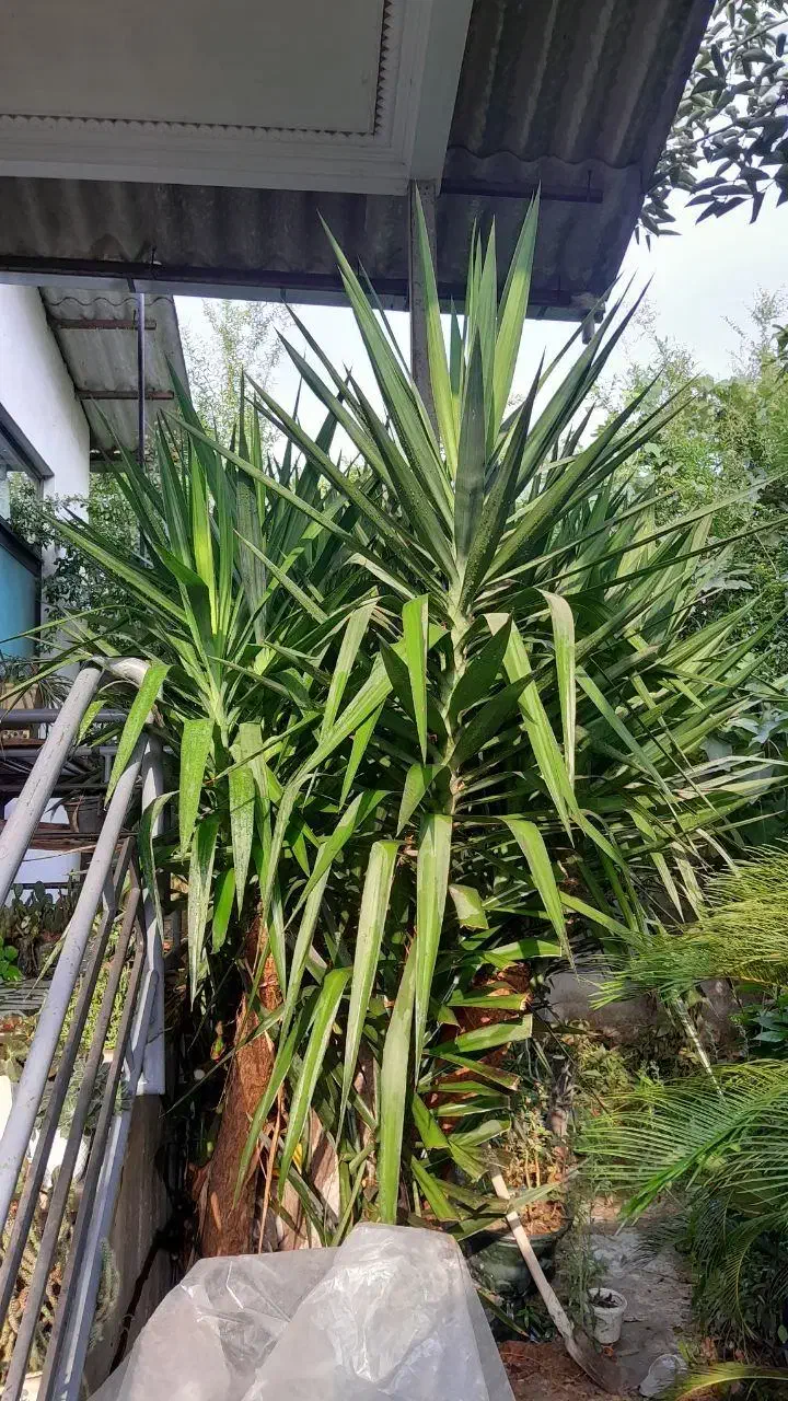 درخت یوکا باقدمت بیش از۳۰سال.غول پیکر.۳متری.سالم|گل و گیاه طبیعی|امیرکلا, |دیوار