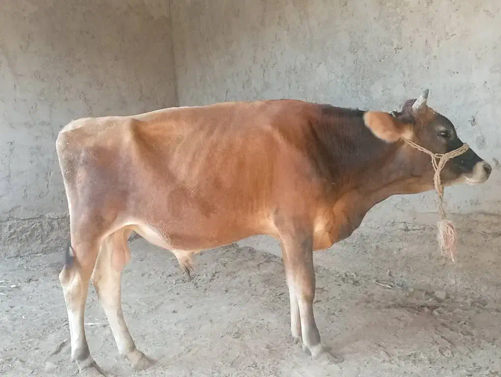 گوساله نر|حیوانات مزرعه|تیمور آباد, |دیوار