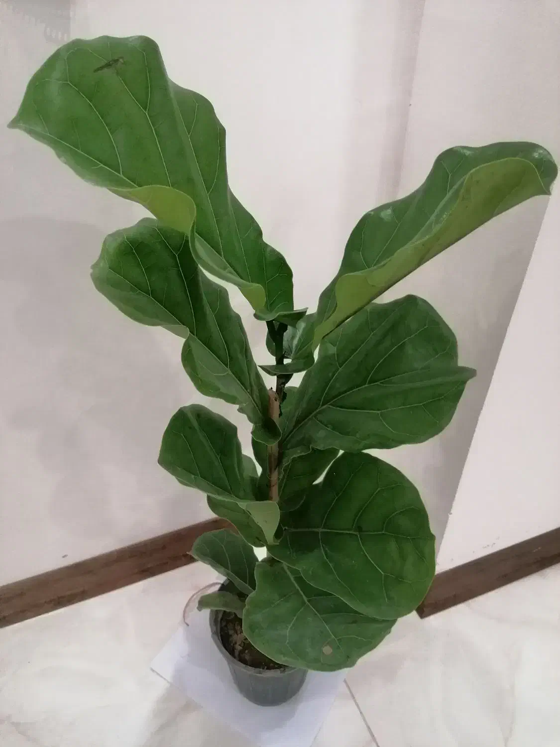 فیکوس لیراتا|گل و گیاه طبیعی|ارومیه, |دیوار