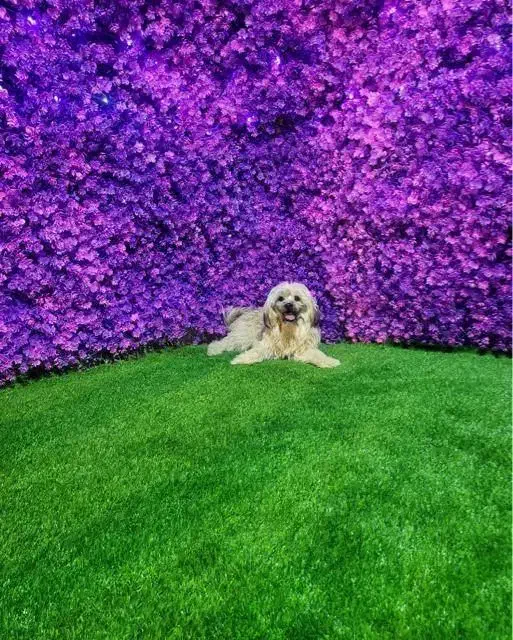 گرین وال گرینوال دیوار سبز|گل مصنوعی|کازرون, |دیوار