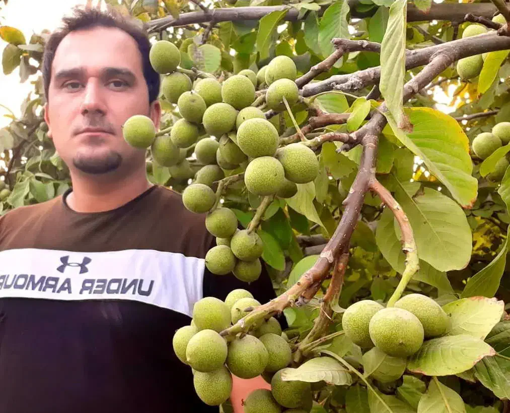 نهالستان گردو و بادام دیرگل و مقام به سرما|خدمات باغبانی و درختکاری|نیر (اردبیل), |دیوار