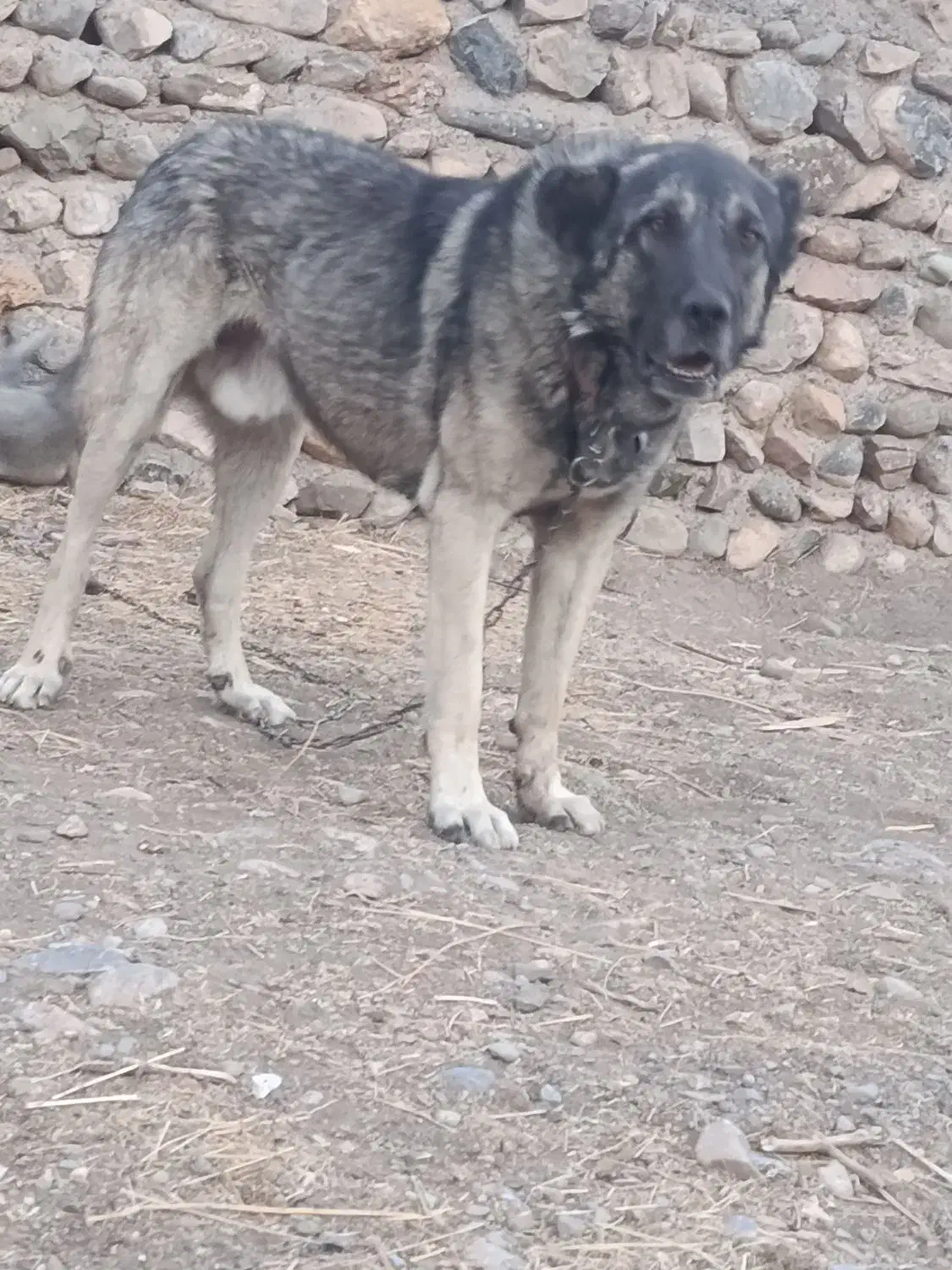 سگ سرابی|سگ|کندوان, |دیوار