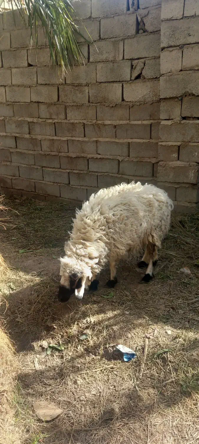 میش فروشی|حیوانات مزرعه|بم, |دیوار