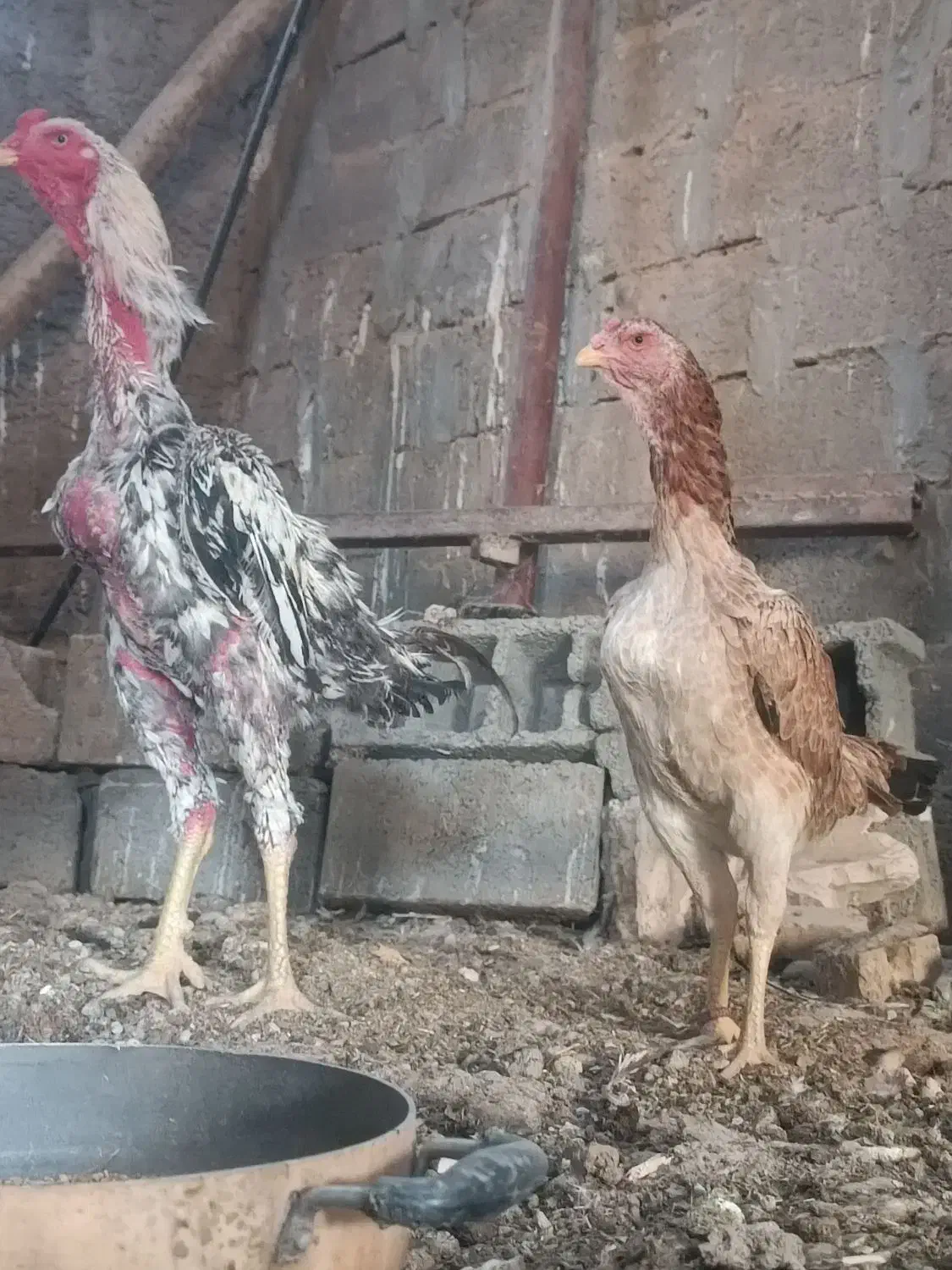 شامو اوشامو مرغ خروس|حیوانات مزرعه|تهران, خرمشهر|دیوار