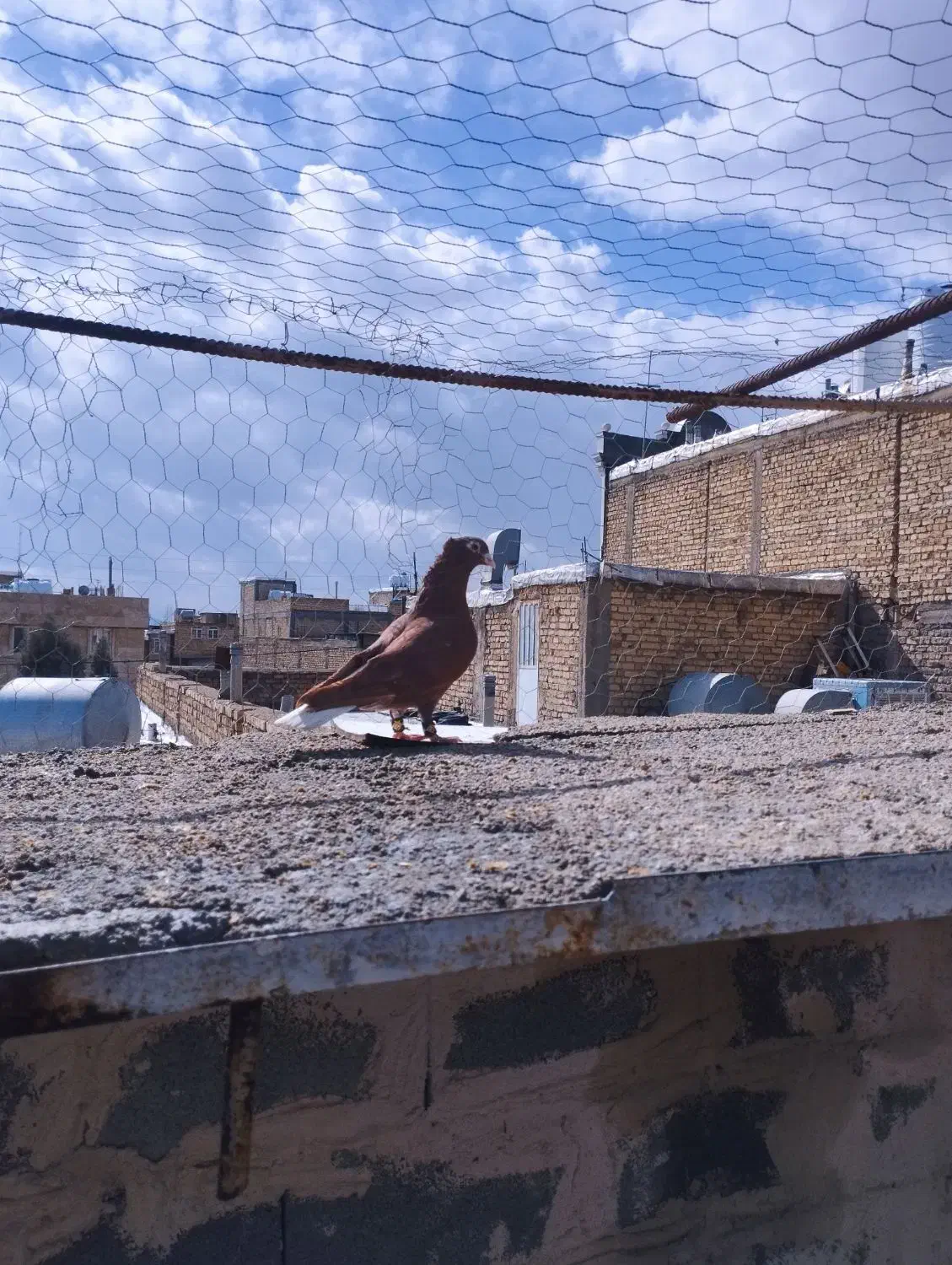 سرخ دمسفید|حیوانات|مرودشت, ثبت احوال|دیوار