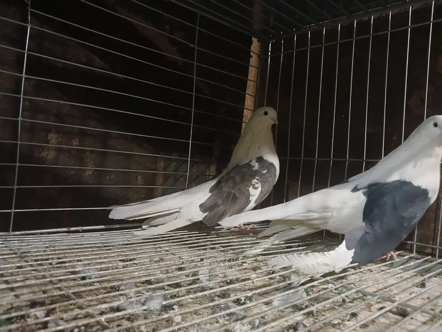 فروش کبوتر نقش|پرنده|تفت, |دیوار