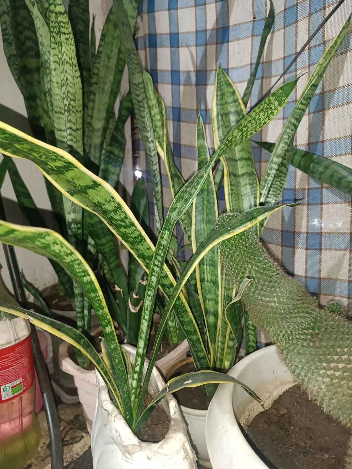 گل با گلدون دونه ای ۳۰۰|گل و گیاه طبیعی|تولم شهر, |دیوار