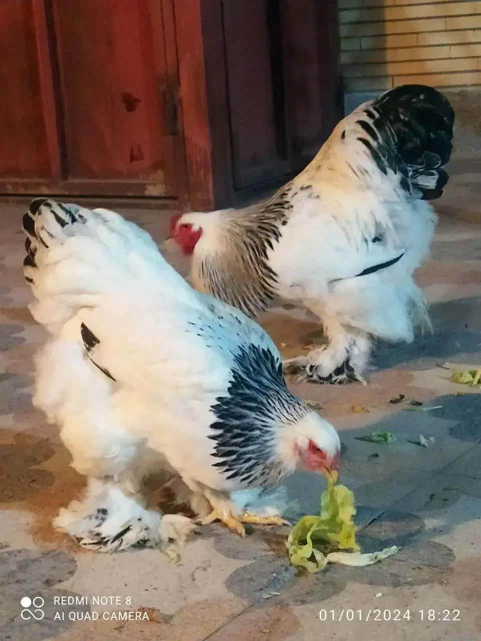 مرغ و خروس برهما لایت اورجینال غول پیکر|حیوانات مزرعه|خمینیشهر, |دیوار