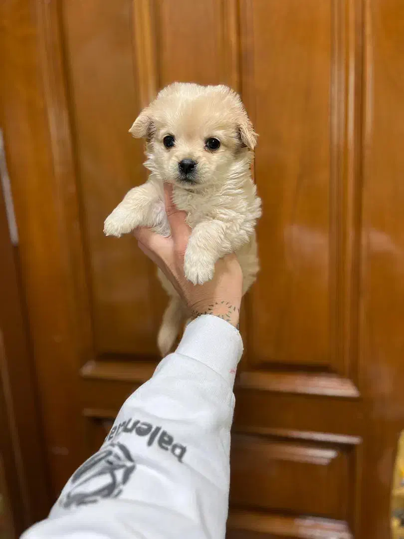 توله سگ های عروسکی خوشکل|سگ|شیراز, جوادیه|دیوار