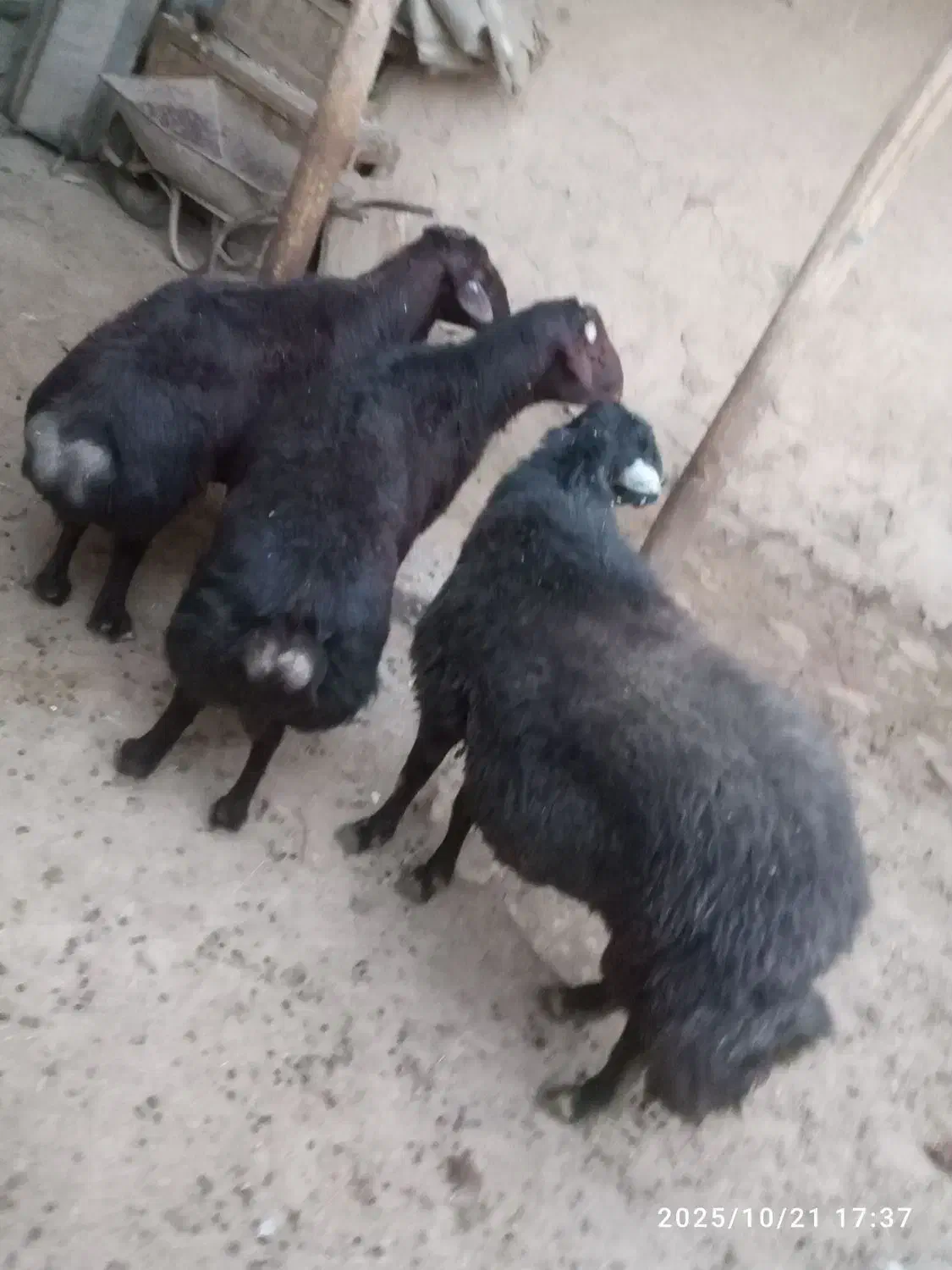 گوسفند جوان بره ماده پنج ارس|حیوانات مزرعه|تکاب, |دیوار