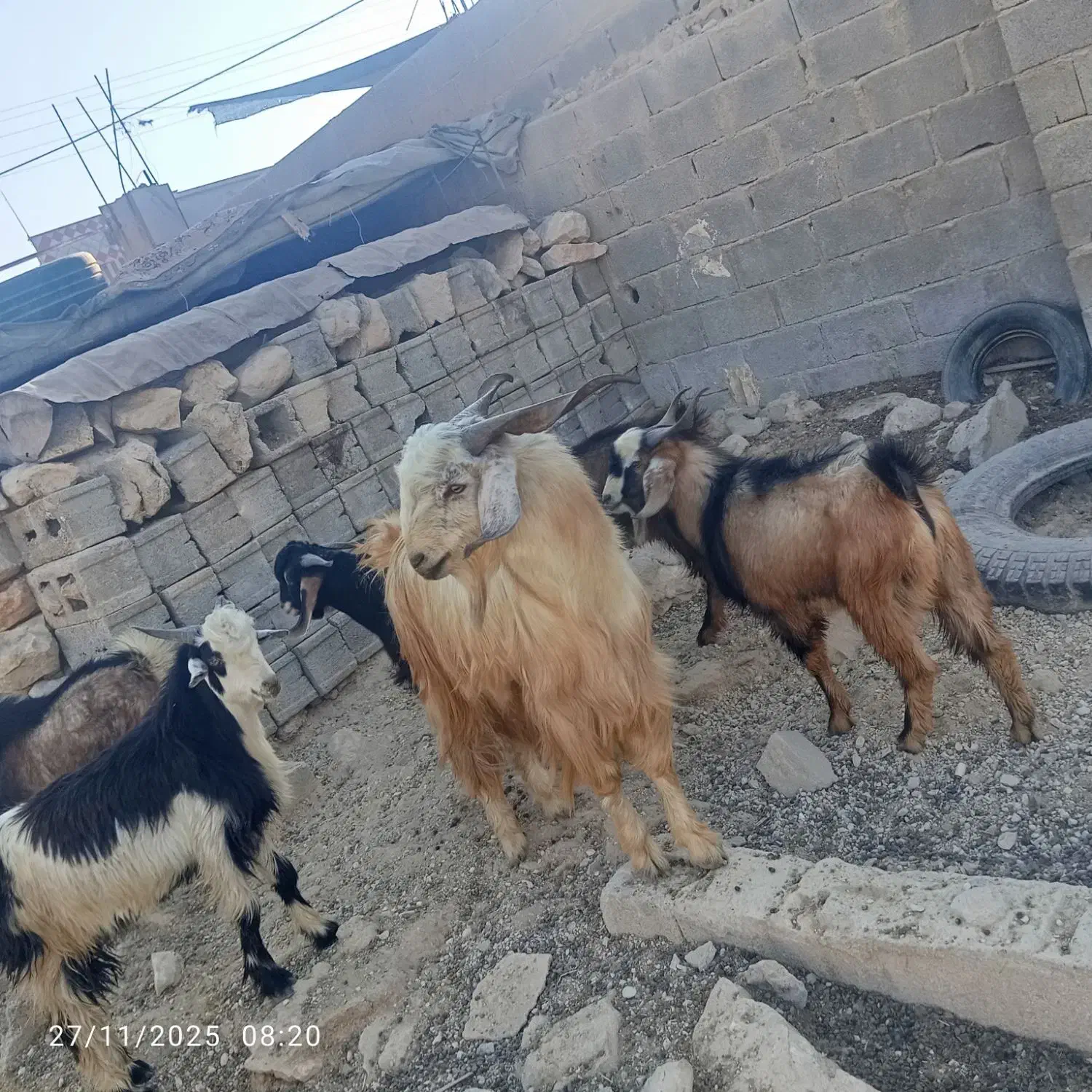 کهرهنروپازنموجوده|حیوانات مزرعه|جم, |دیوار