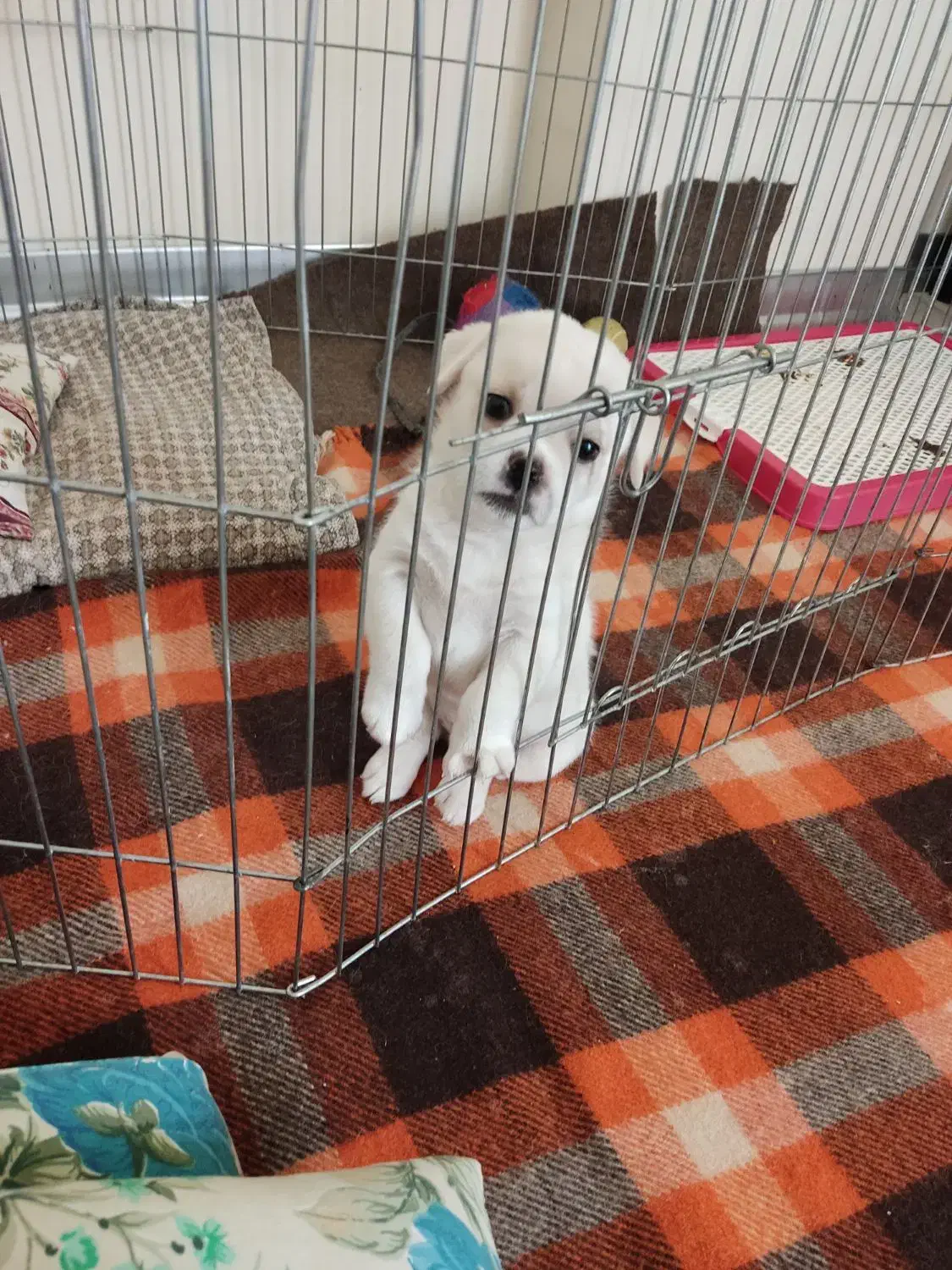 توله سگ نر مالتیز سه ماه شناسنامه دار|سگ|پردیس, فاز ۸|دیوار