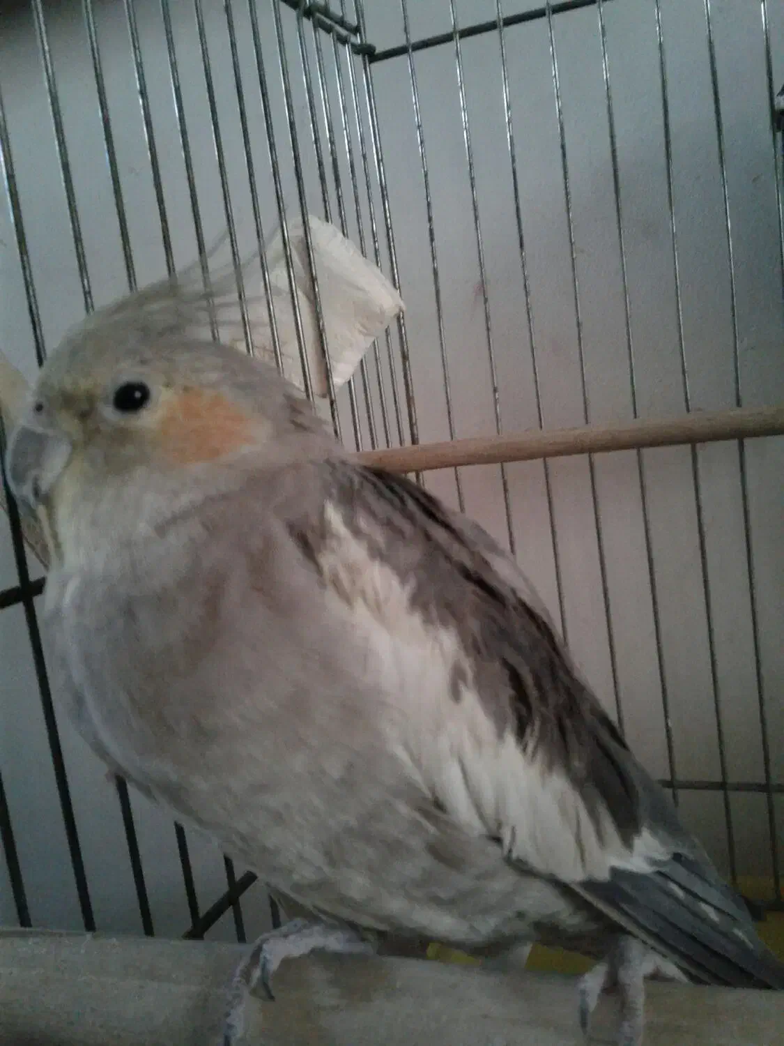 عروس هلندی 1000000|پرنده|پاکدشت, پاکدشت (مامازند)|دیوار