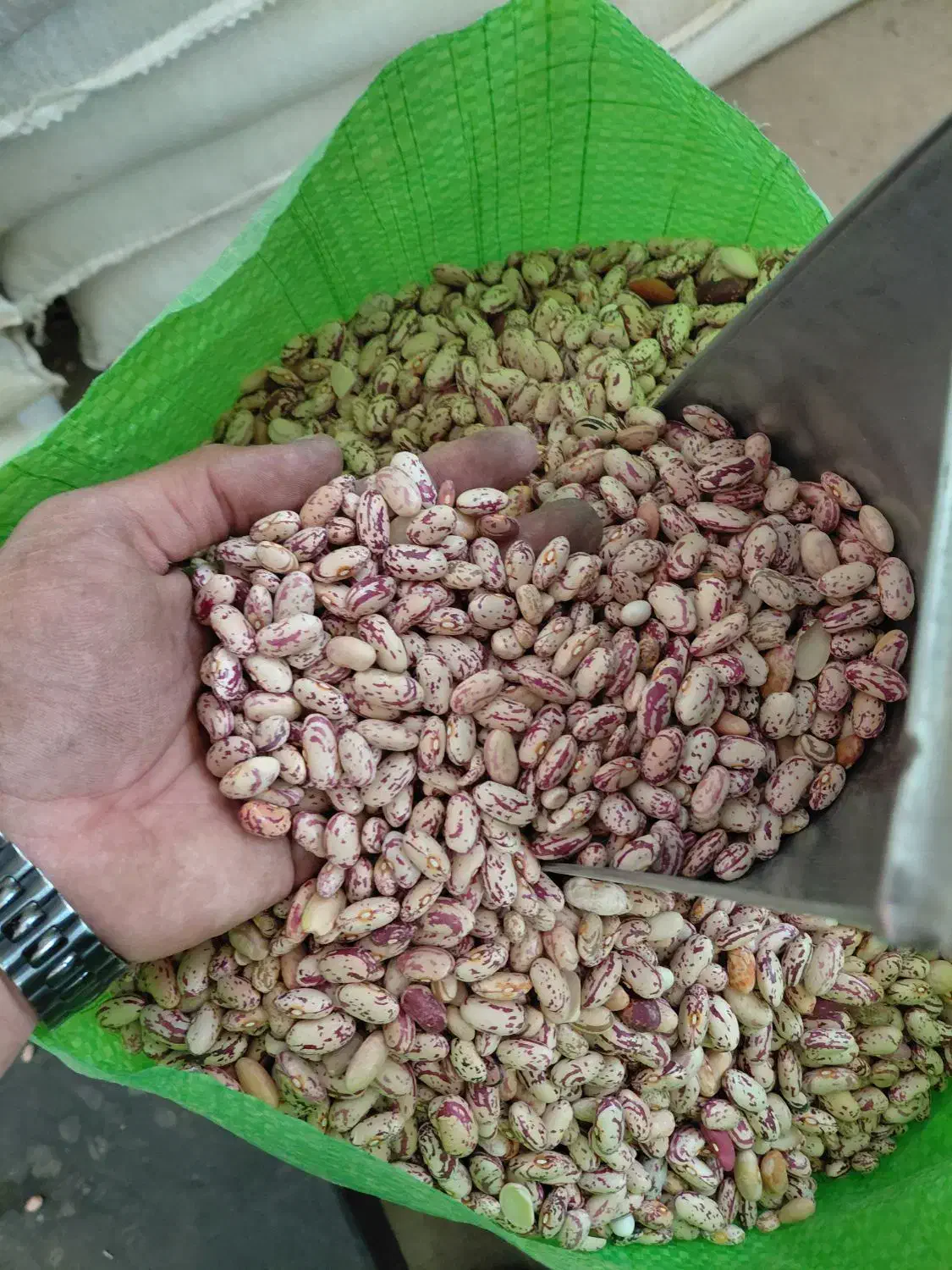 لوبیا چیتی زنجان|خوردنی و آشامیدنی|تهران, انبار نفت|دیوار