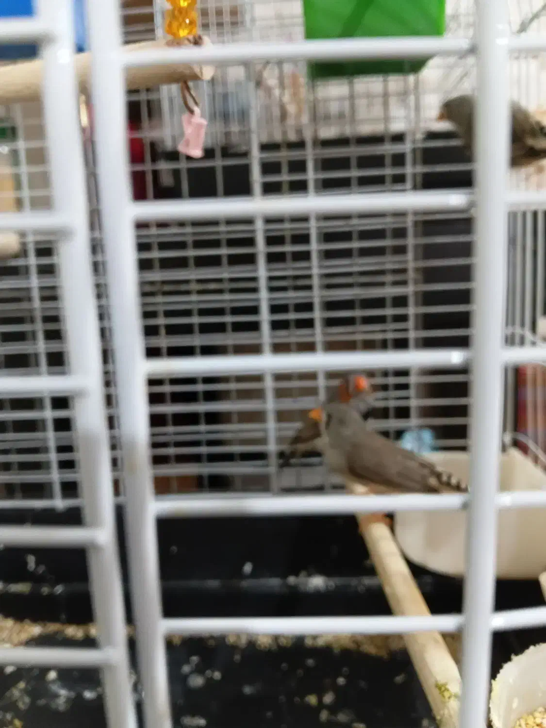 فنچ|پرنده|تهران, بریانک|دیوار