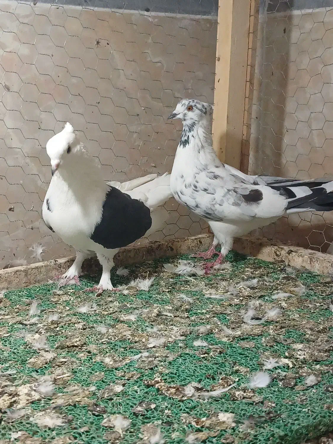 کبوتر پرشی|پرنده|پارسآباد, |دیوار