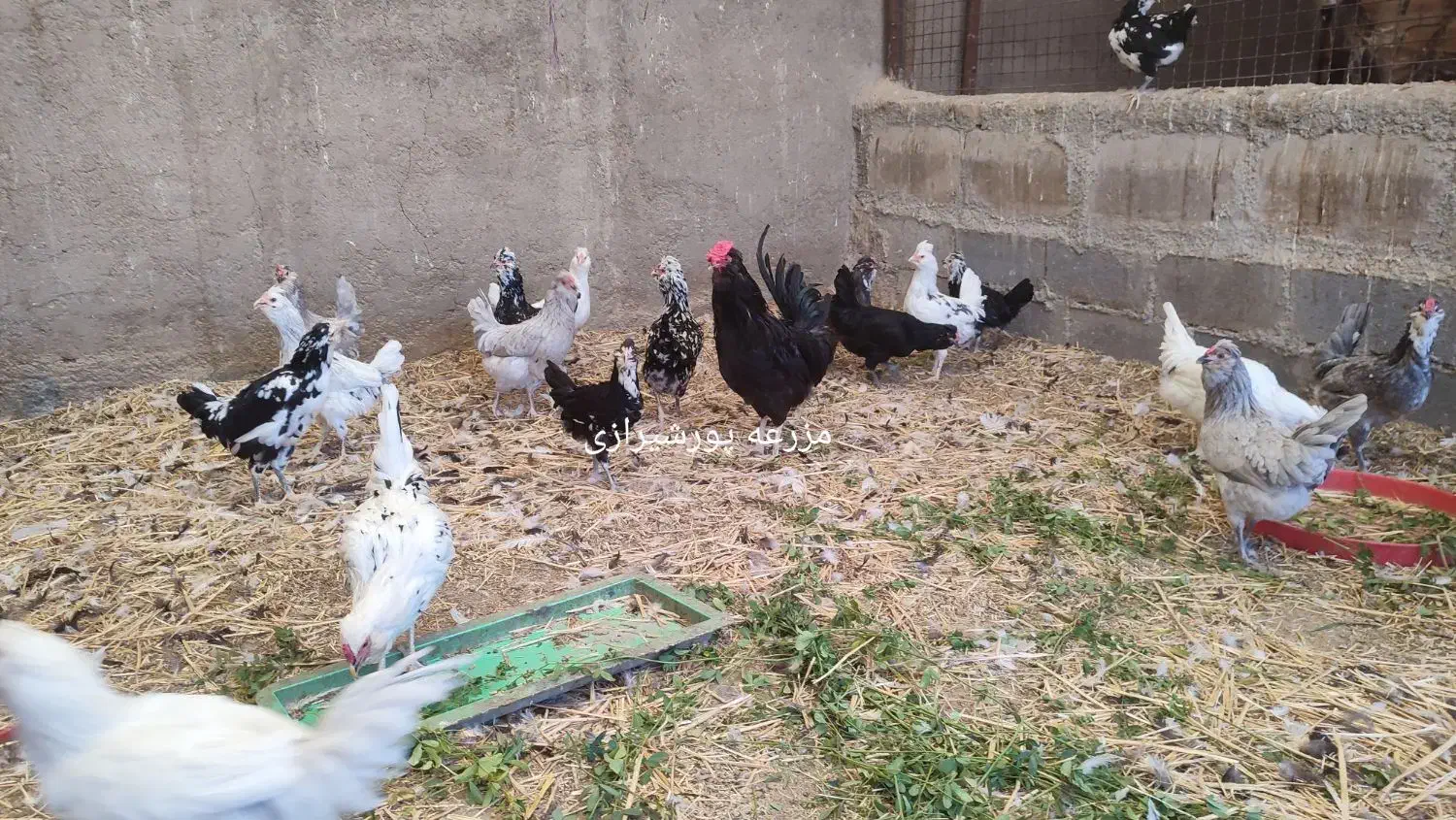 جوجه و تخم نطفه دار گلین لری اصل|حیوانات مزرعه|تهران, ایران|دیوار