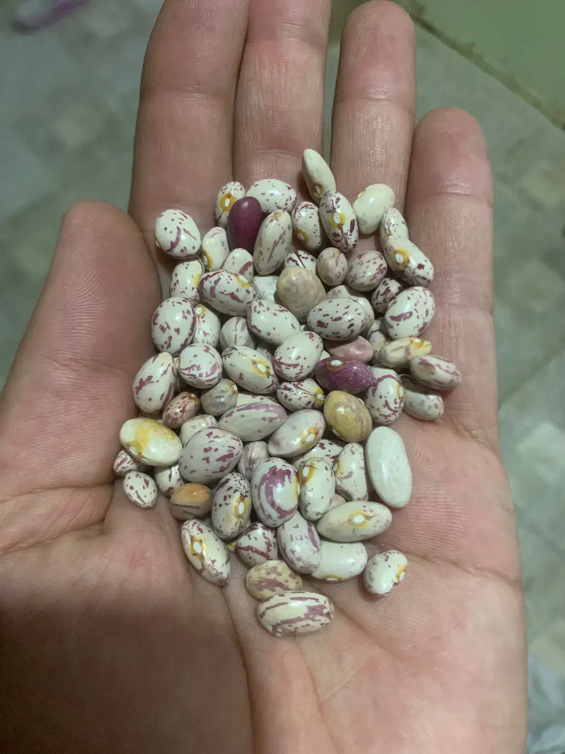 لوبیا چیتی سرحد|عمدهفروشی|مرودشت, مختارآباد|دیوار