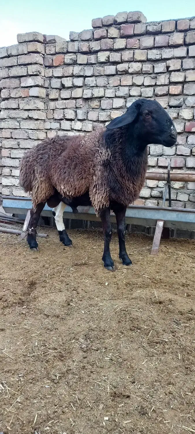 قوچ ۲سال افغانی|حیوانات مزرعه|پیر بکران, |دیوار