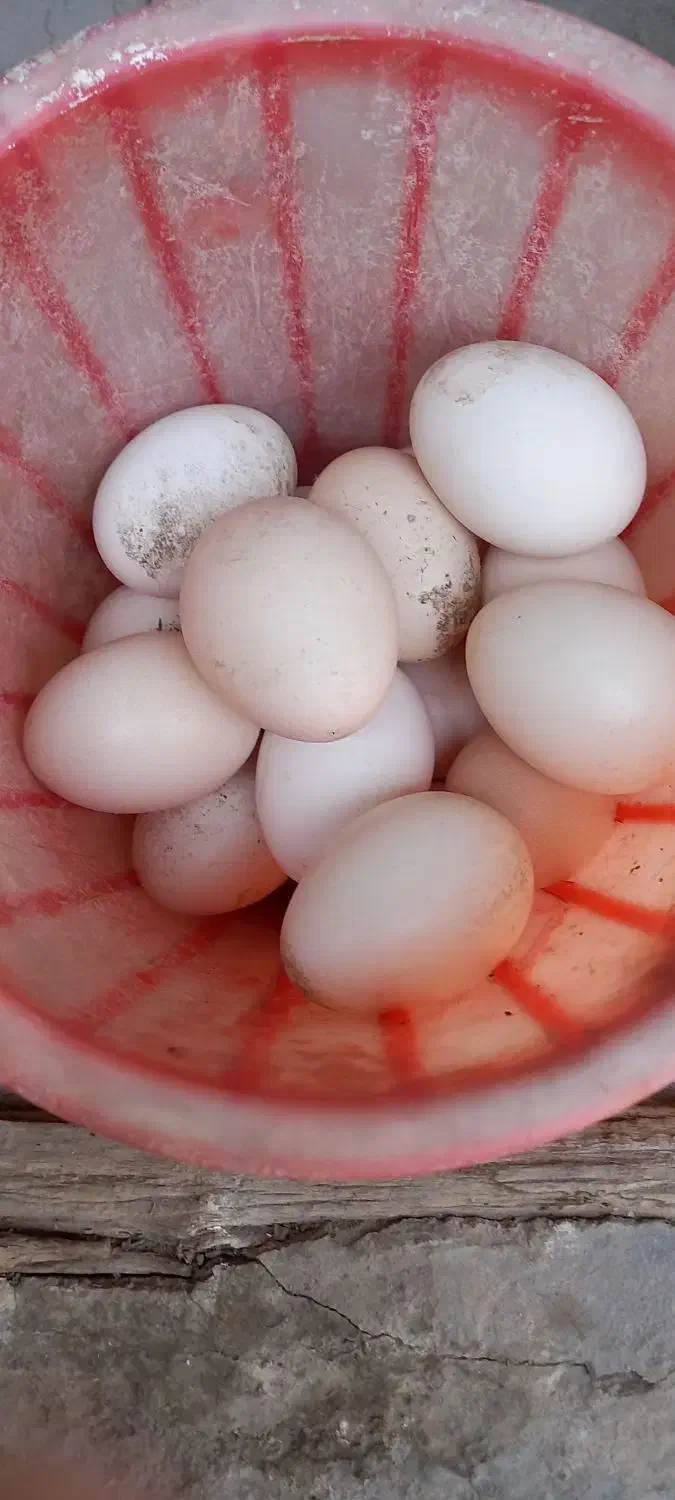 تخم مرغ محلی|خوردنی و آشامیدنی|زنجان, |دیوار