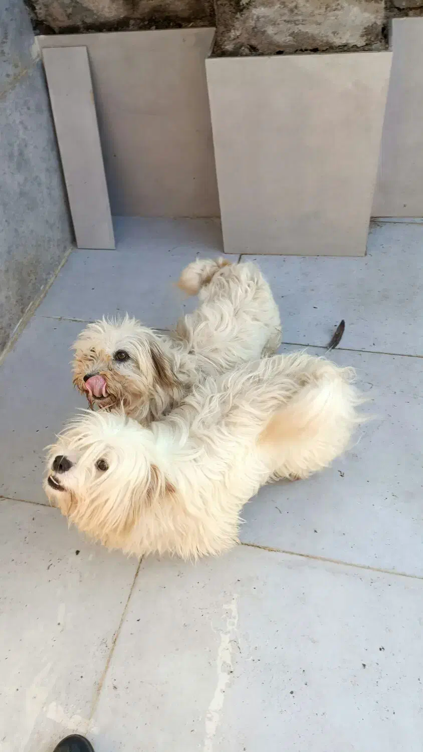 واگذاری پاکوتا پشمالو|سگ|رشت, منظریه|دیوار