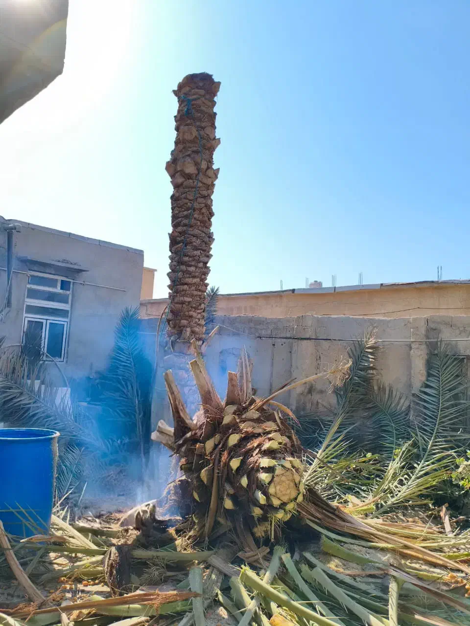 برش نخل قطع نخل در کل استان|خدمات باغبانی و درختکاری|برازجان, |دیوار