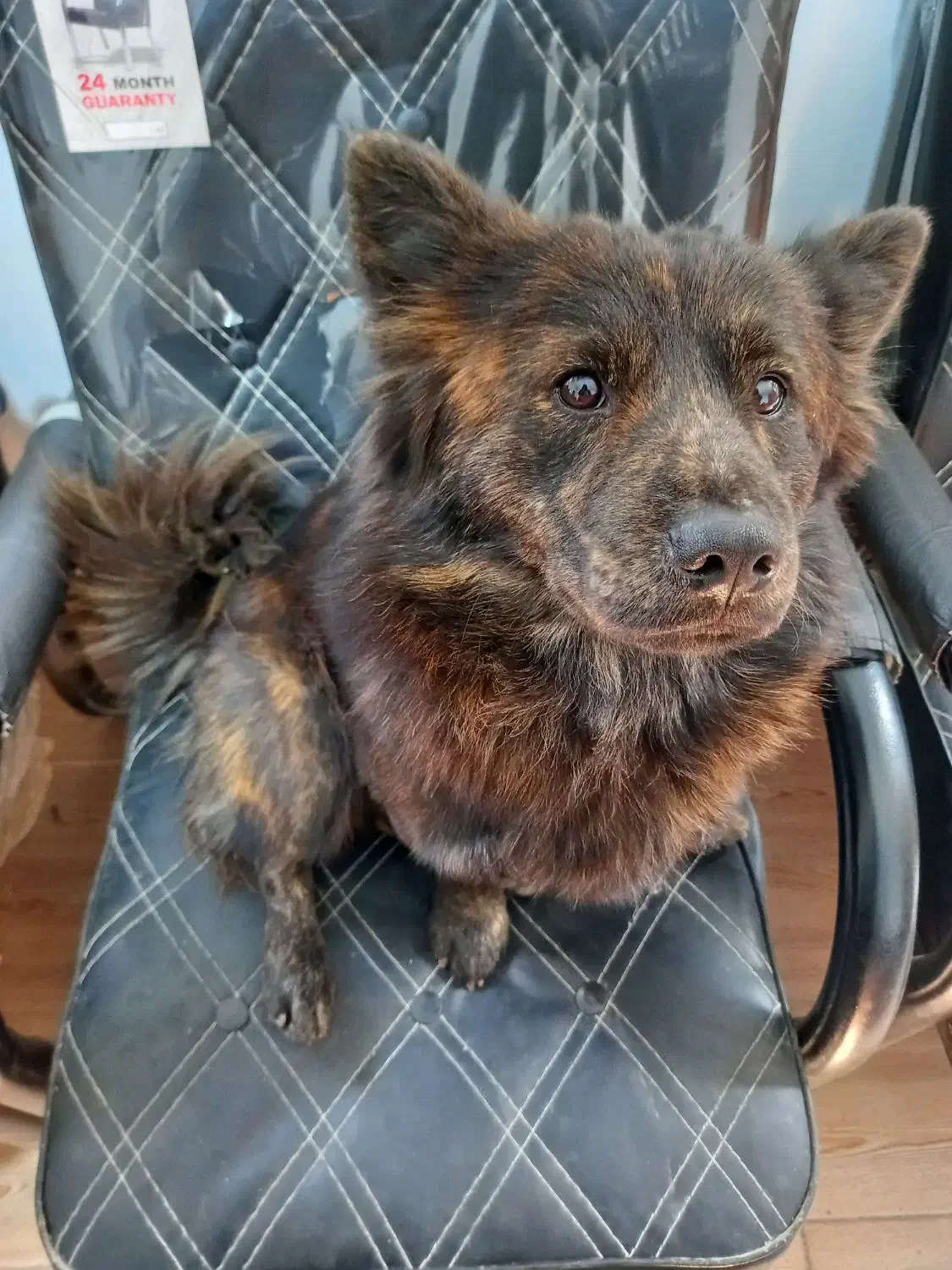 سگ آپارتمانی|سگ|قدس, شهر‌قدس|دیوار