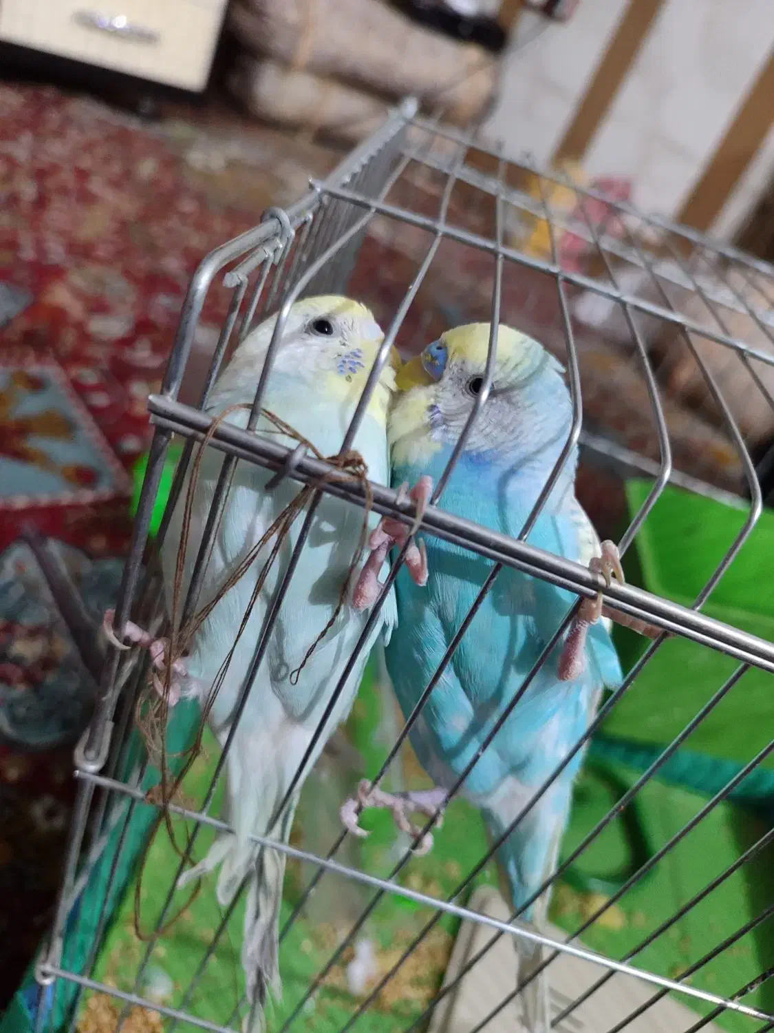 مرغ عشق با قفس و وسایل۴۰۰|پرنده|شیراز, شهرک مهدی‌آباد|دیوار